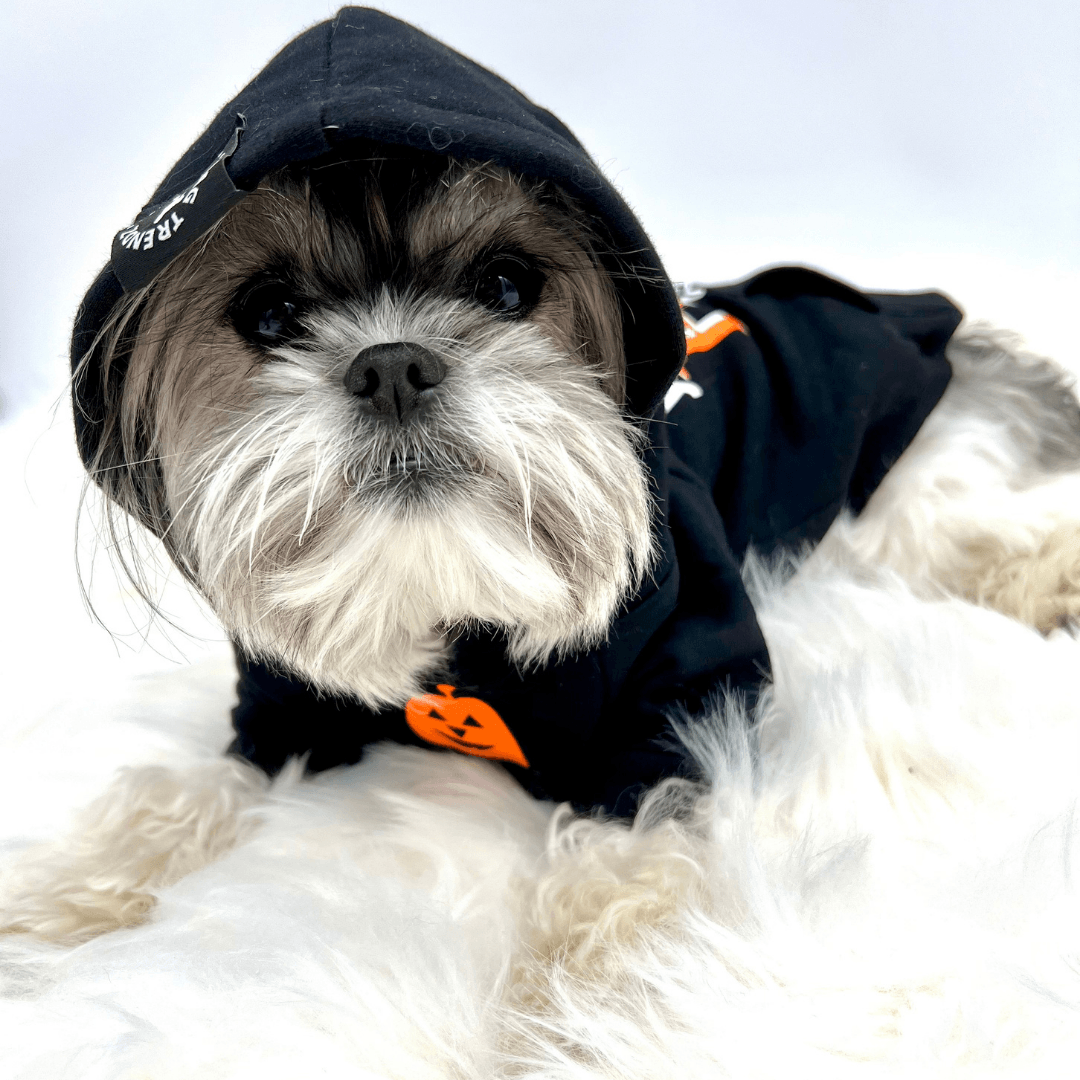 Dog Halloween Shirts - &quot;Shake Your BOO Thang&quot;  in black with white background worn by cute dog with hood on and orange pumpkin on front - Wag Trendz