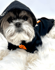 Dog Halloween Shirts - "Shake Your BOO Thang"  in black with white background worn by cute dog with hood on and orange pumpkin on front - Wag Trendz