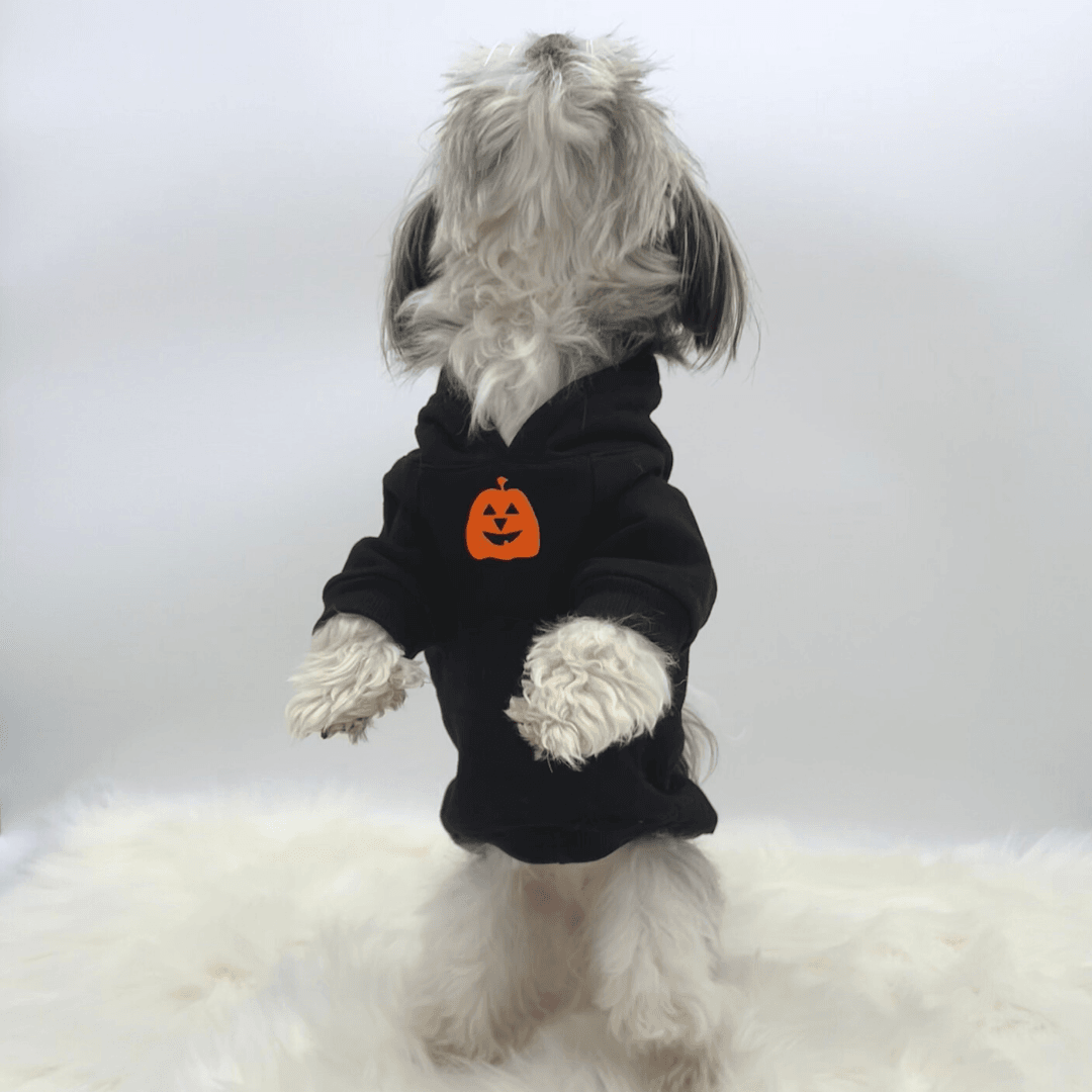 Dog Hoodie - Hoodies For Dogs - Halloween - small dog wearing &quot;Shake Your BOO Thang&quot;  hoodie in black with orange pumpkin on front - against solid white background - Wag Trendz